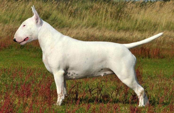 canadian kennel club club canin canadien canadian kennel club club canin canadien