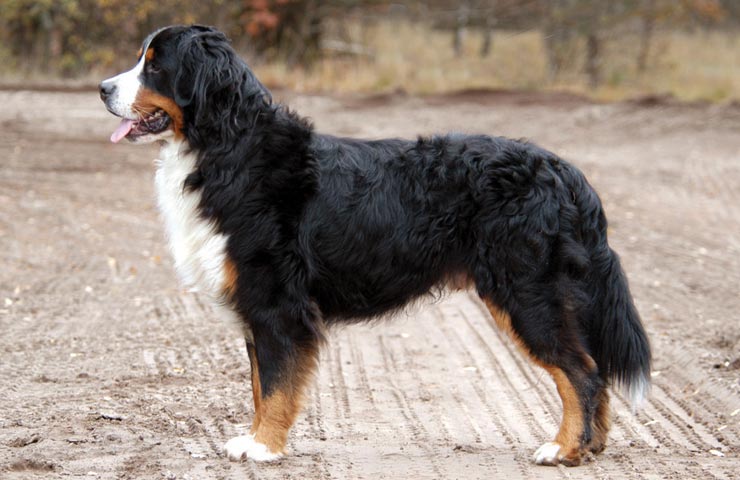 Swiss Mountain Dog Rescue Ontario Swiss Mountain Dog Rescue Ontario