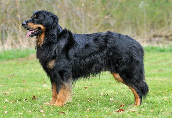 ckc dogs canadian kennel club club canin canadien ckc dogs canadian kennel club club canin canadien