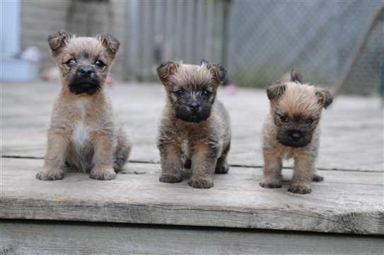 Kennel club cairn terrier puppies online