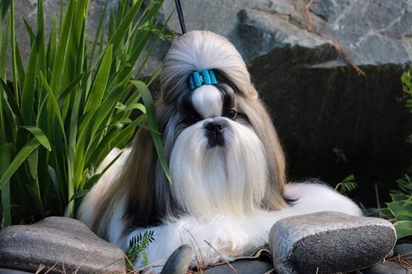 Ckc shih on sale tzu