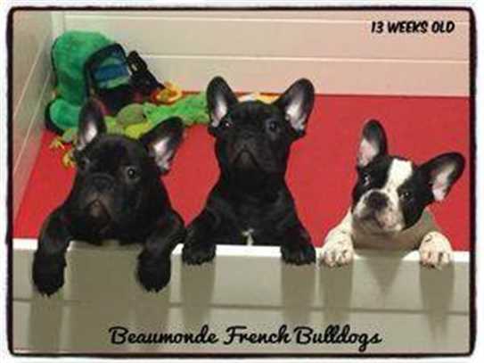 Canadian Kennel Club Club Canin Canadien