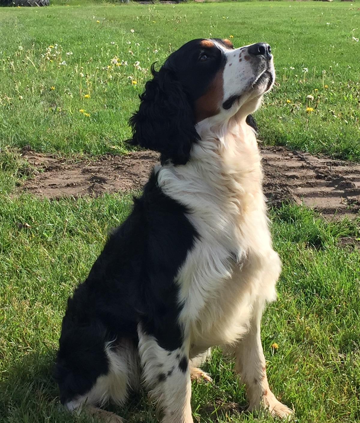 Canadian Kennel Club Club Canin Canadien