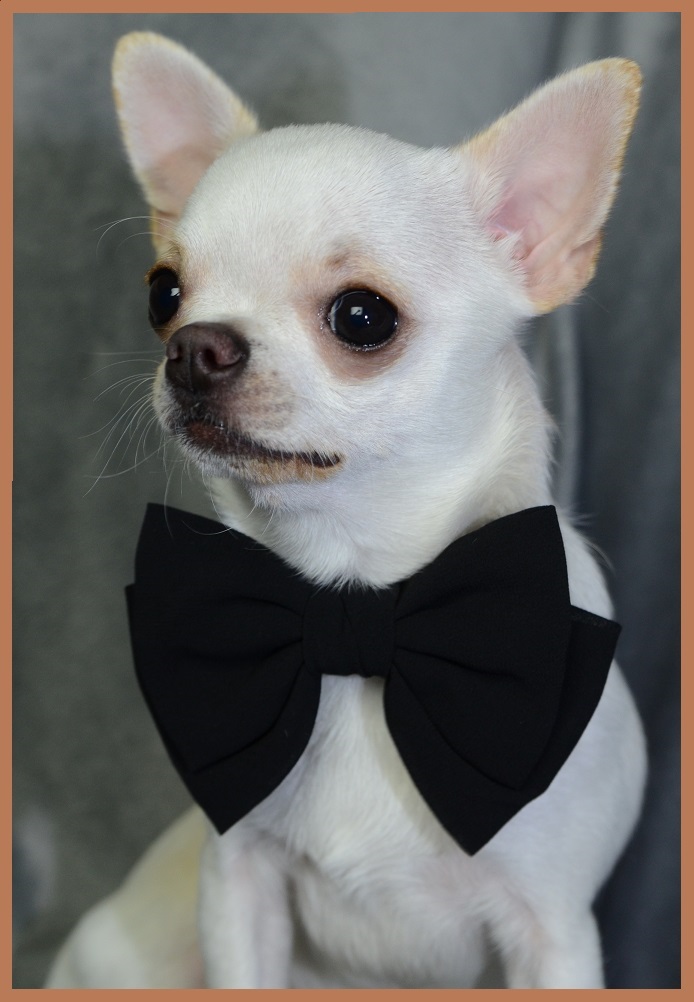 tiny angels chihuahua