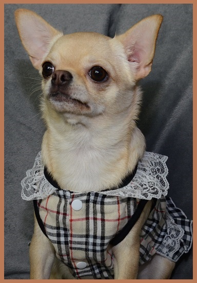 tiny angels chihuahua