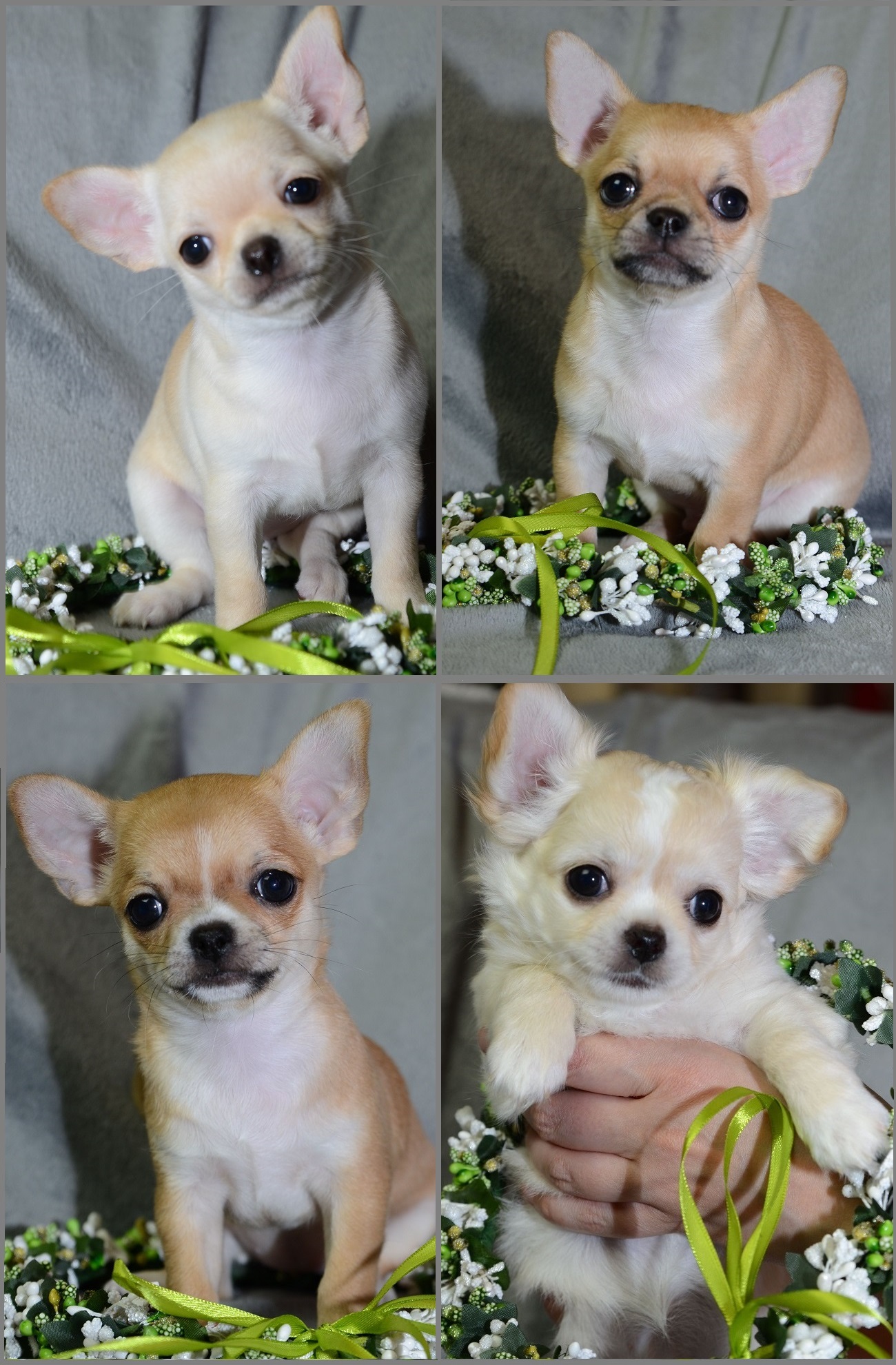 tiny angels chihuahua