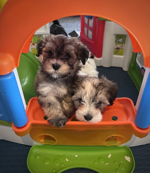 Kennel club havanese puppies outlet