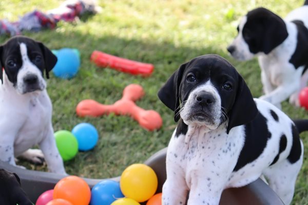 English pointer kennel cheap