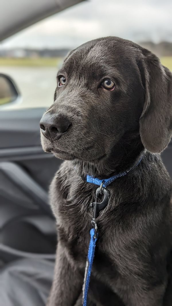Ckc labrador retriever sale