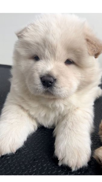 Giant chow chow for sale outlet