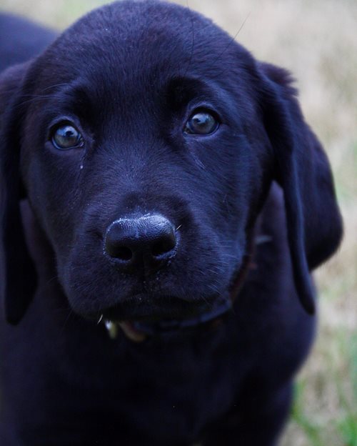 Canadian Kennel Club Club Canin Canadien