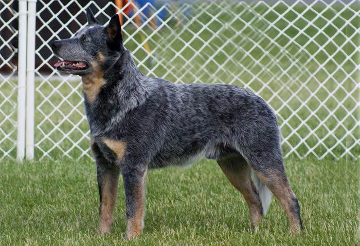 canadian cattle dog