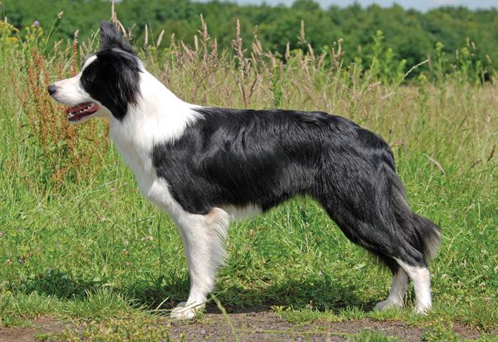 canadian border collie breeders