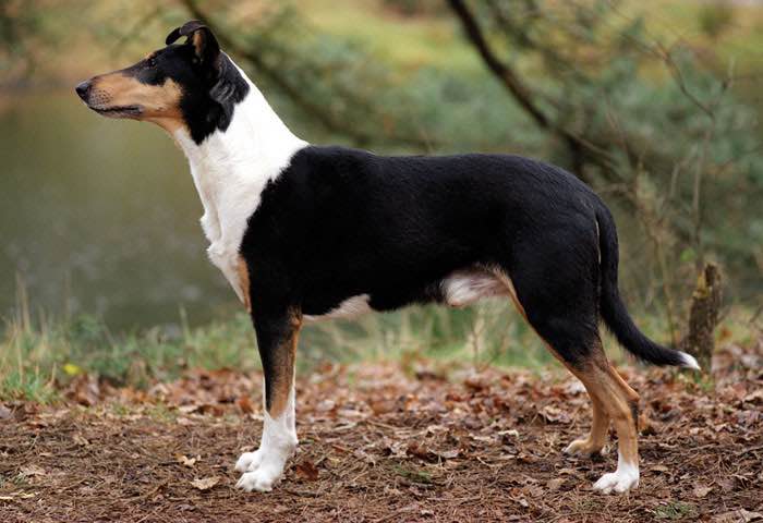 Canadian Kennel Club Club Canin Canadien