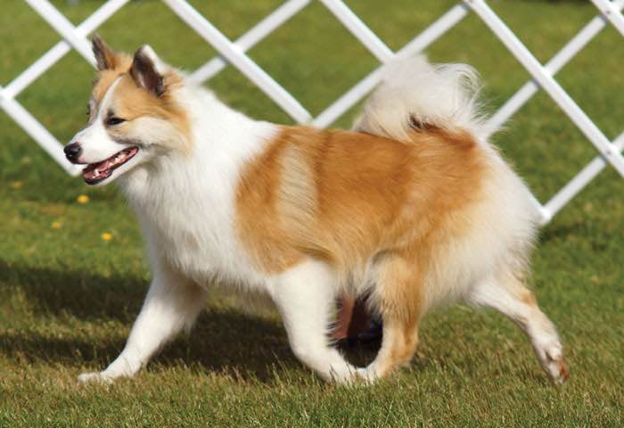 Canadian Kennel Club Club Canin Canadien