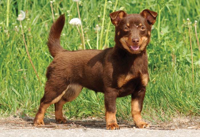 lancashire heeler breeders