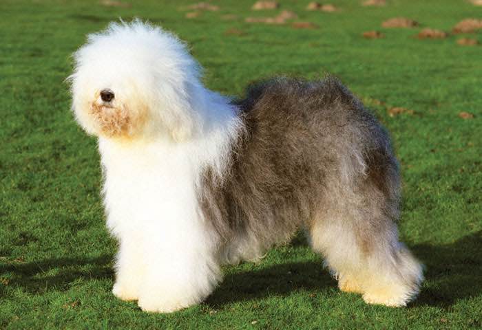 Old English Sheepdog Dog Breed Information