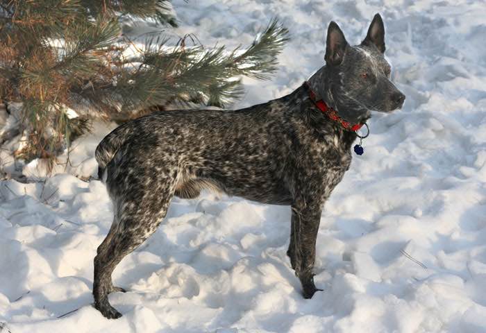 Stumpy tail cattle dog puppies sales for sale
