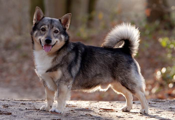 Vallhund puppies sales