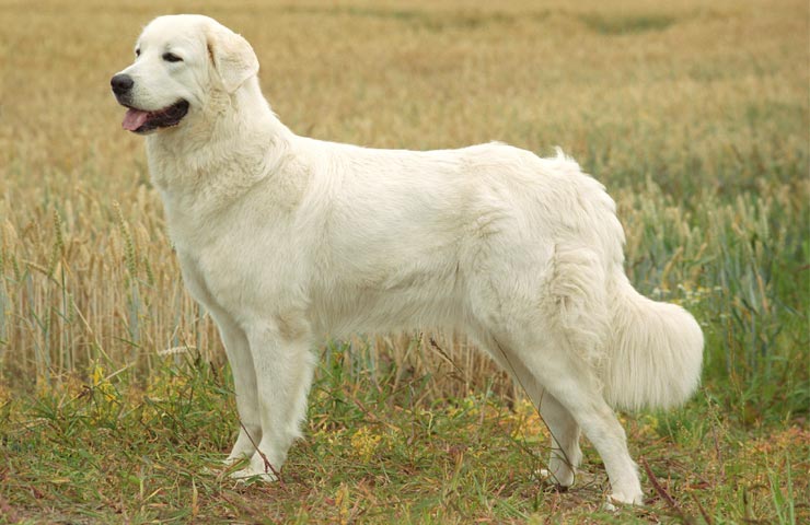 Sélection Dun Chien Ckc