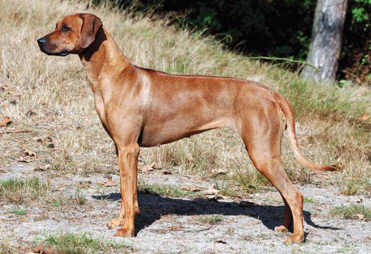 canadian ridgeback