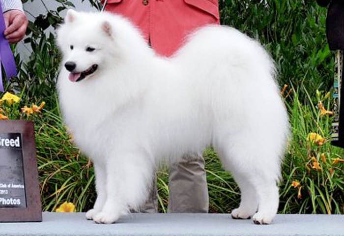 standard american eskimo