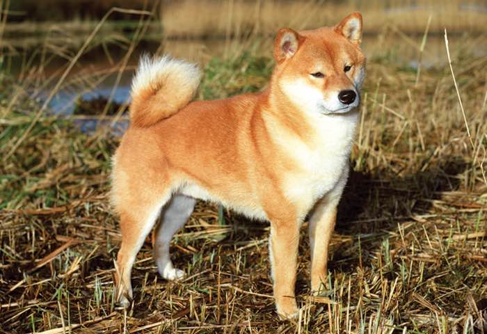 Canadian Kennel Club Club Canin Canadien