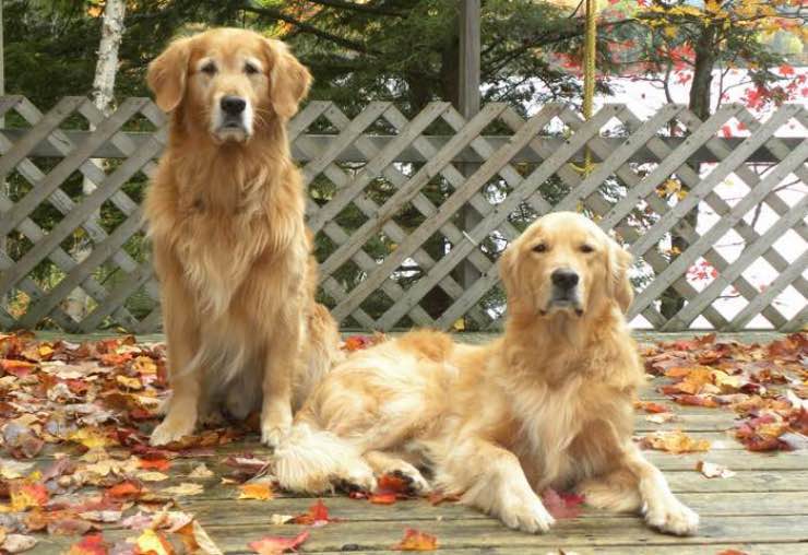 √√ Golden Retriever As A Pet Quebec Canada - Buy Puppy In Your Area