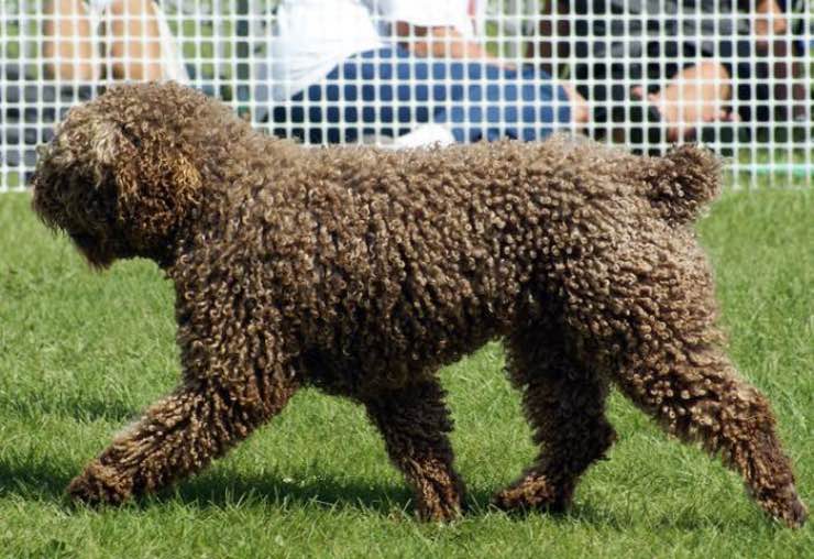 canadian water dog