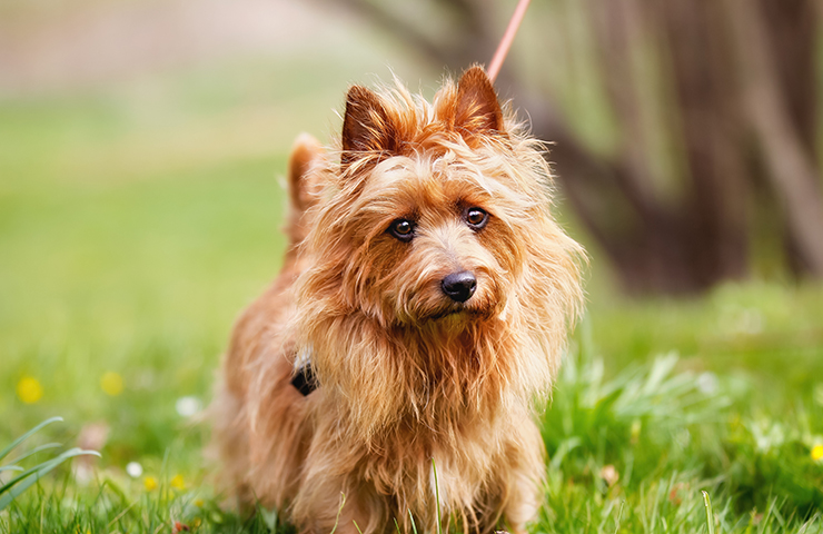 Australian store terrier breeder