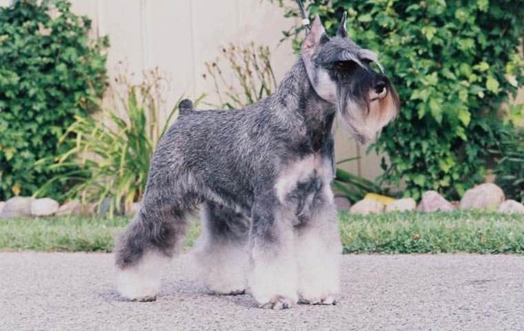 kennel club schnauzer breeders