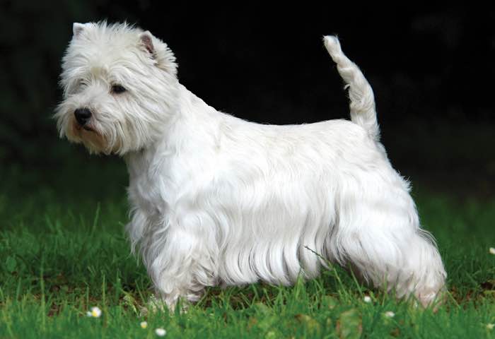 west highland white terrier kennel