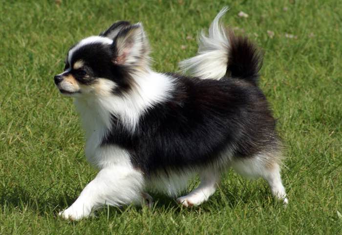 long coated chihuahua