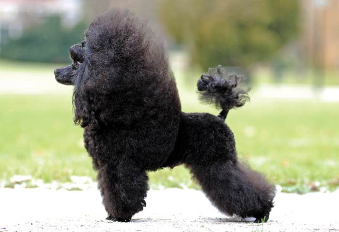 ckc standard poodle puppies for sale