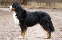 Canadian Kennel Club Club Canin Canadien