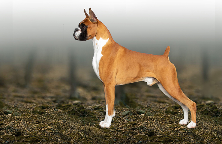 https://www.ckc.ca/CanadianKennelClub/media/Breed-Images/Working%20Dogs/Boxer-Large_1.jpg