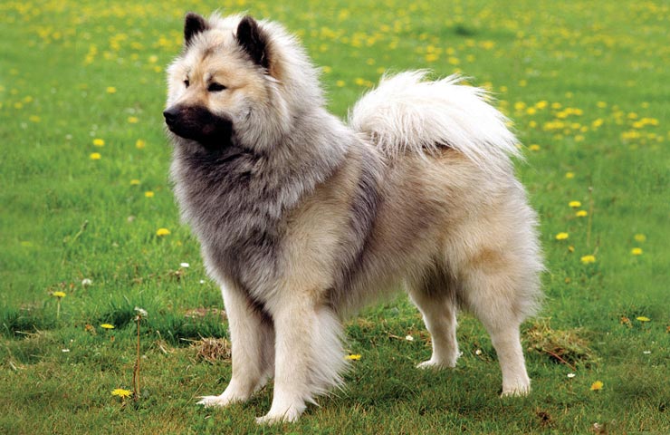 eurasier in not ekw