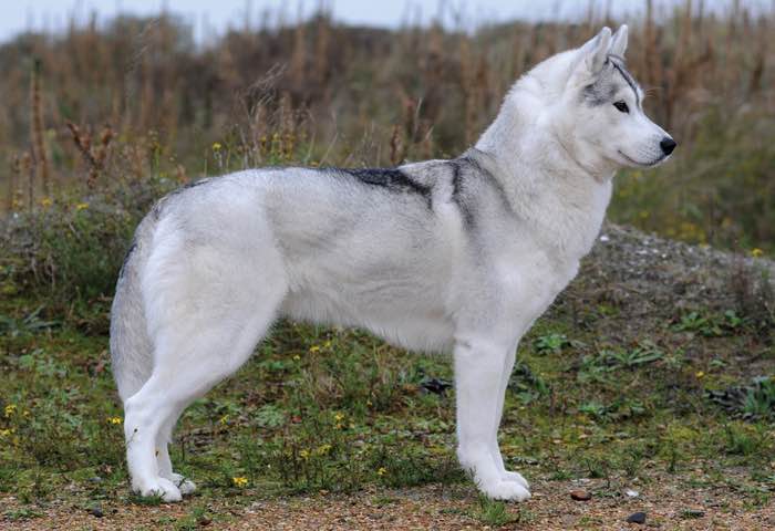 ckc siberian husky