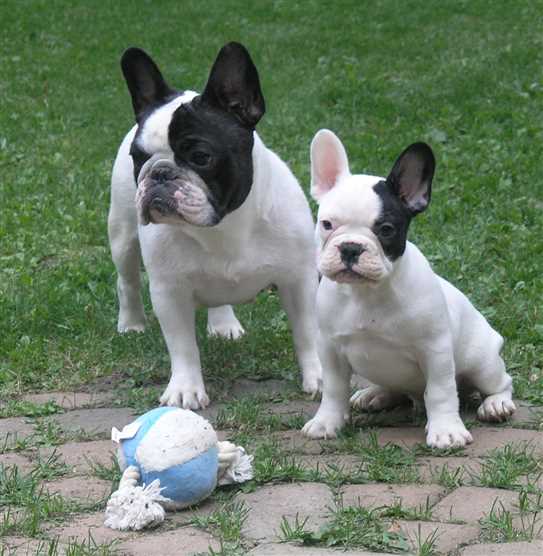 Canadian Kennel Club Club Canin Canadien