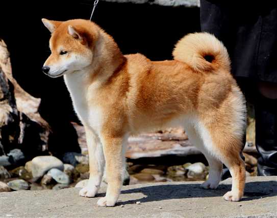 ckc shiba inu