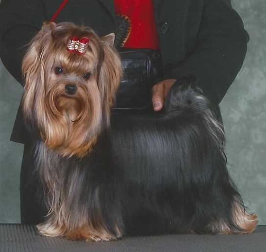 ckc yorkie