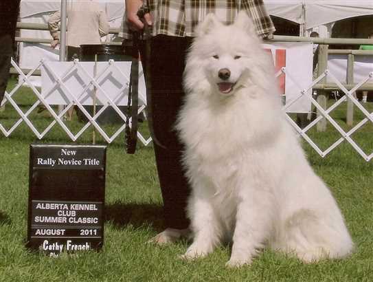 ckc samoyed