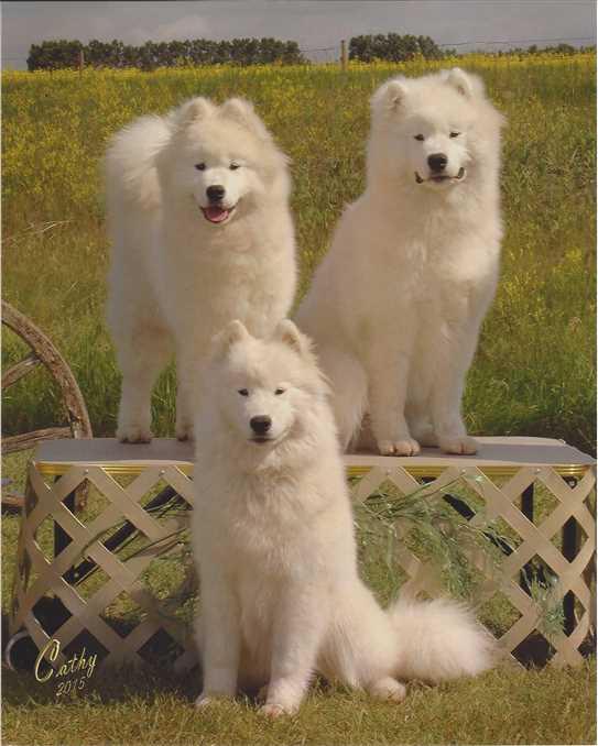 ckc samoyed