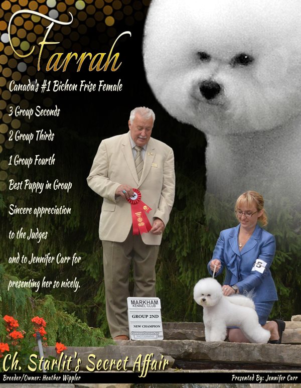 Ckc bichon sales frise breeders