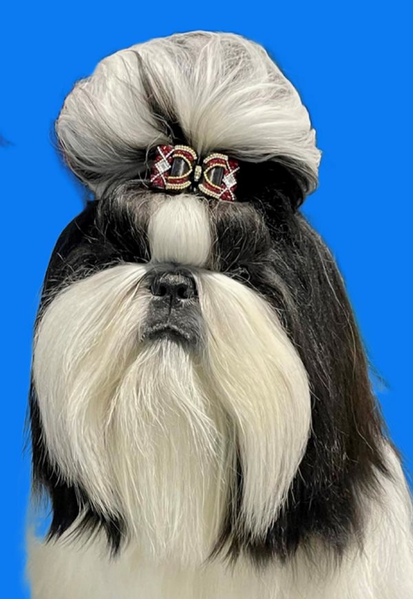 Canadian Kennel Club Club Canin Canadien