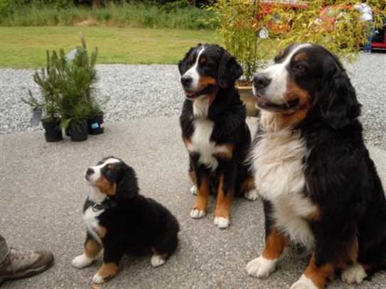 Canadian Kennel Club Club Canin Canadien