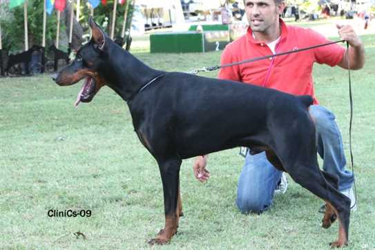 ckc doberman