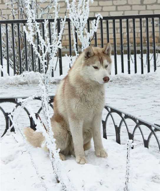 Husky kennel hot sale