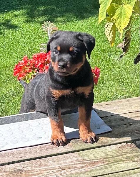 帽子 gdc ca4la 19so rottweiler deluxe cootie gdc ca4la 19so rottweiler deluxe cootie Versatility Rottweilers