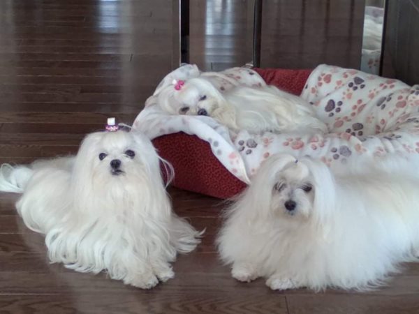 Ckc maltese puppies for sale sale